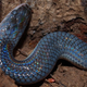 Illustration for article titled Why Certain Snakes Shimmer Like Rainbows